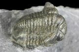 Detailed Gerastos Trilobite Fossil - Morocco #145764-2